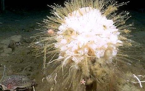 Antarctic Sponge