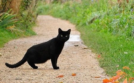 black cat crosses your way