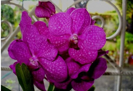 Ascocenda Princess Misaka