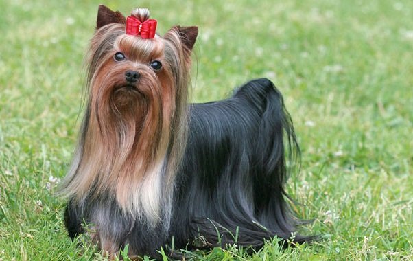 Yorkshire Terriers