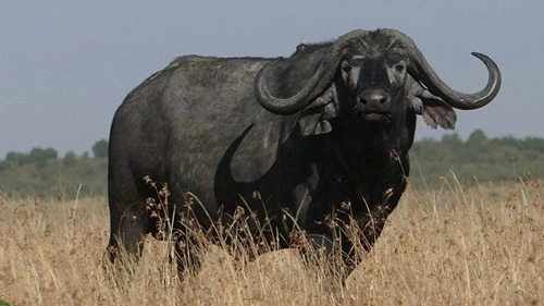 Cape Buffalo - The Black Death