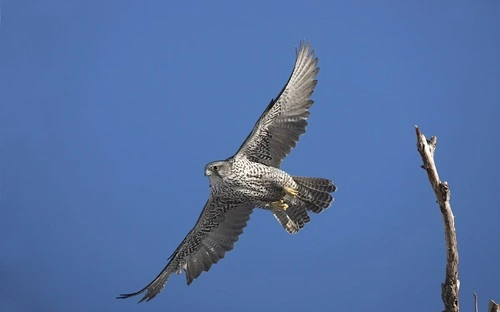 Gyrfalcon