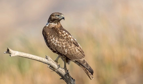 Red-Tailed Hawk