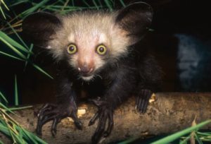 Know The Top 10 Ugliest Animals in the World - World Blaze