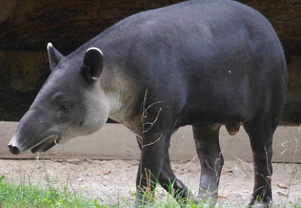 Baird Tapir