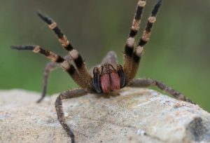 Top 10 Most Poisonous Spiders in the World - World Blaze