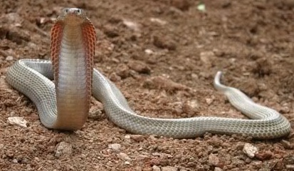  Philippine Cobra