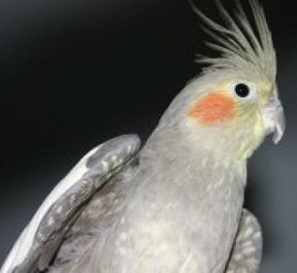 The Whistling Cockatiel