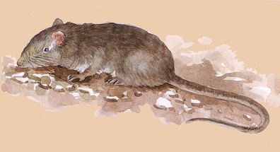 Elvira Rat