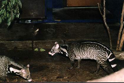 Malabar Civet