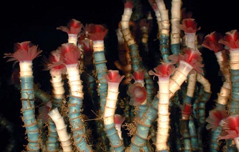 Lamellibrachia Tube Worms
