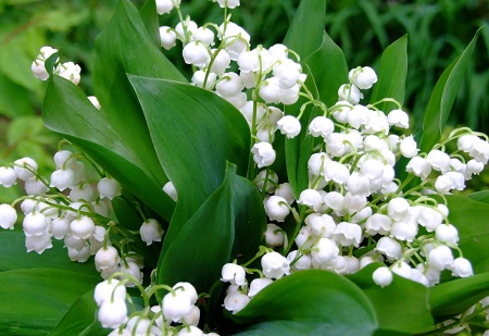 Lily-of-the-valley flower