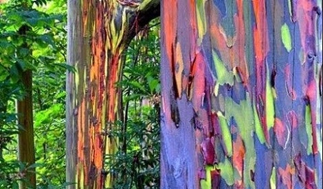 Rainbow colored Eucalyptus Tree