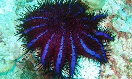 Crown of Thorns Fish