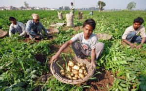 Potato Producing States In India 300x188 