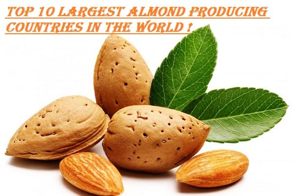 Largest Almond Producing Countries