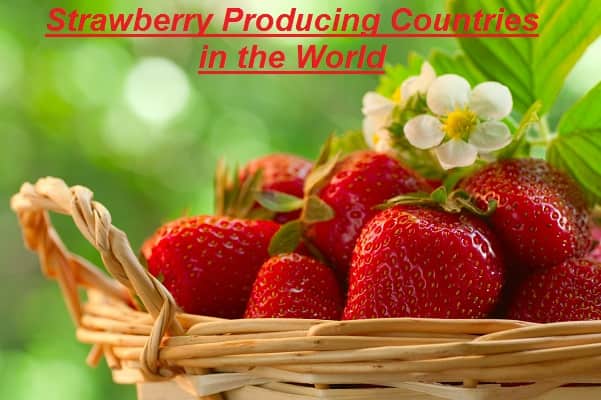 Strawberry Producing Countries